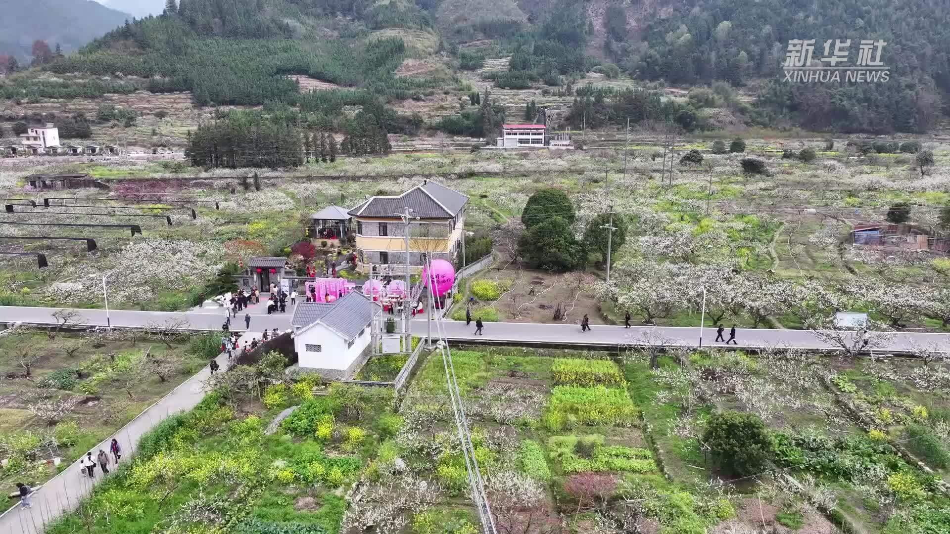 广东乐昌：4.5万亩桃李花海迎春绽放