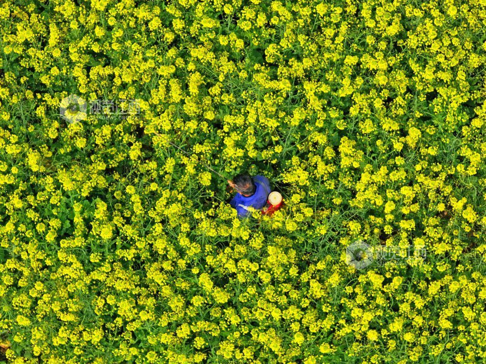 江西泰和：油菜春管忙（图）
