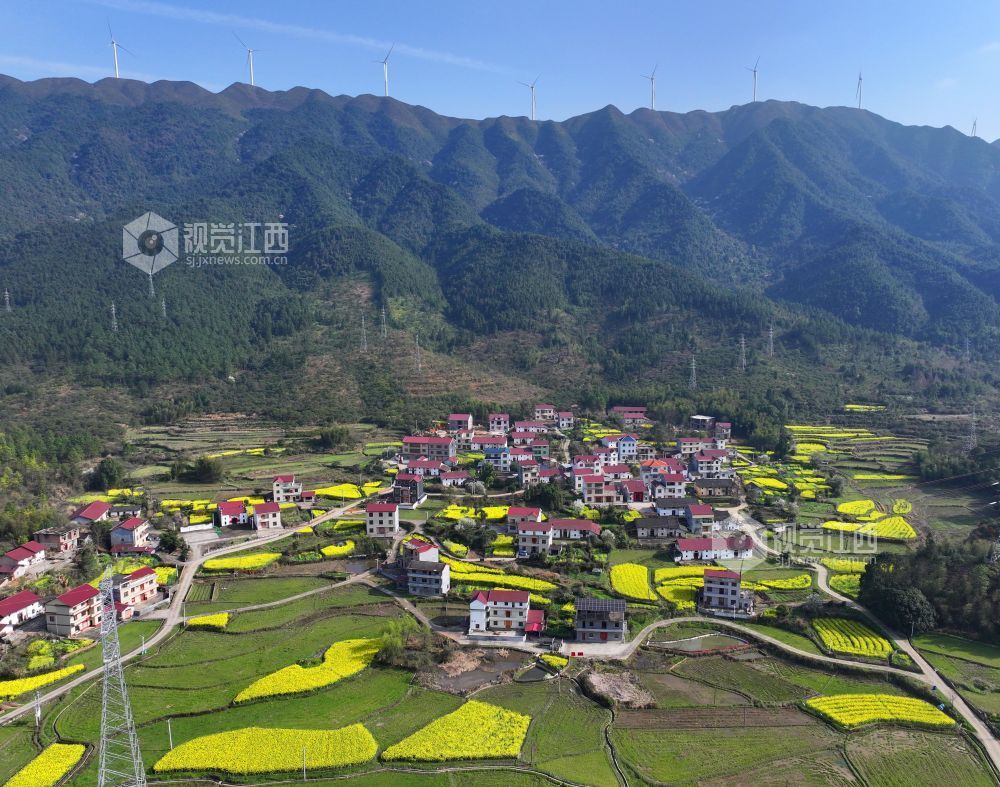 2026年3月6日，江西省吉安市泰和县水槎乡新桥村一带，油菜花田与大山、农舍相映成景，生态山乡风景独好。