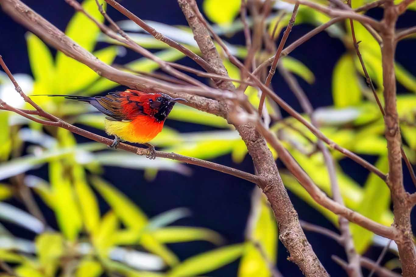 ▲蓝喉太阳鸟此次现身新岗山实属罕见。