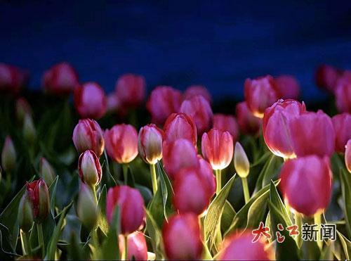 郁金香 地点：凤凰沟