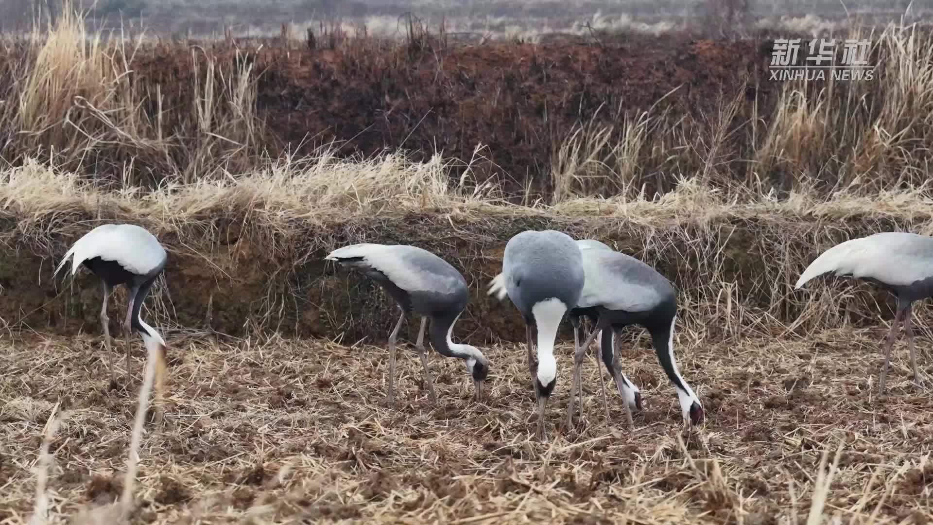 免费翻地  近距离看“一级国保”白枕鹤干饭