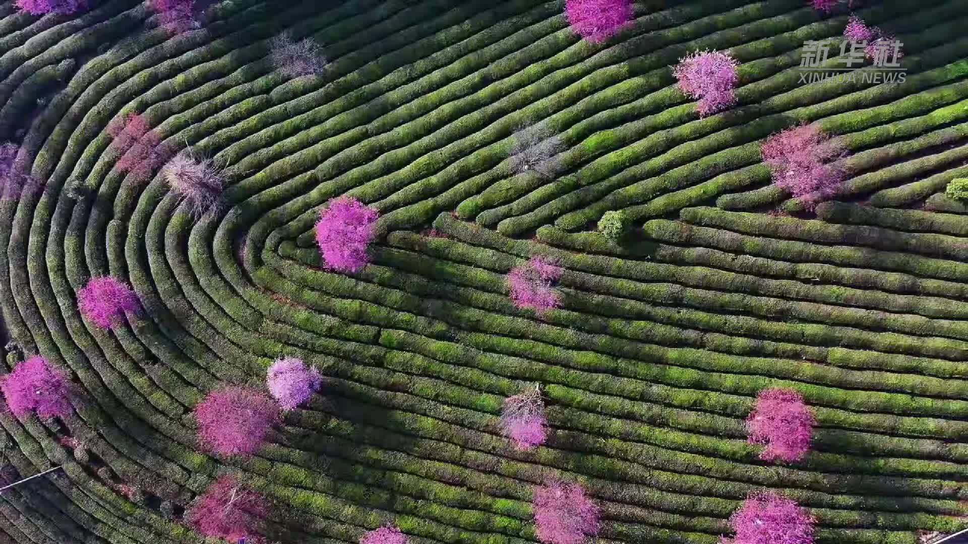 安徽黄山：春染樱花映茶园