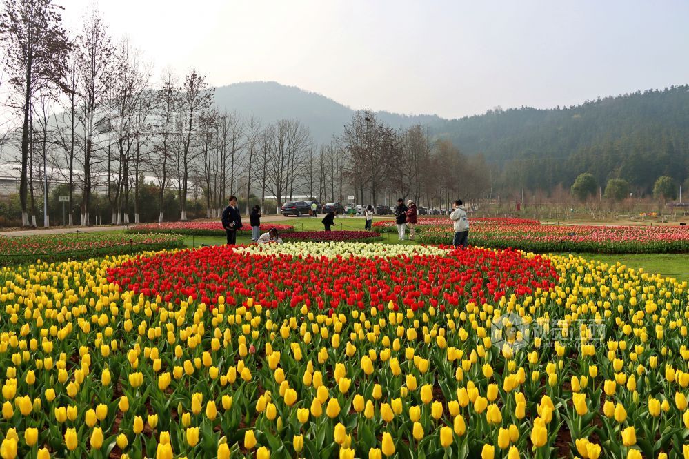 江西南昌：百万株郁金香迎春盛开（图）