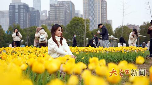 郁金香 地点：马兰花海公园