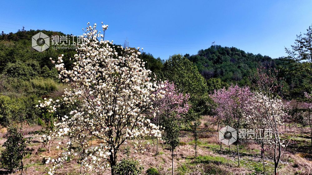 江西分宜：玉兰花开俏争春（图）