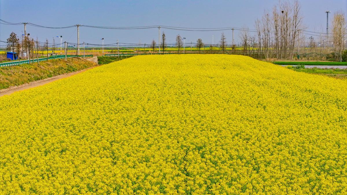 油菜花的高光时刻来啦！武汉已铺上一片片金灿花毯