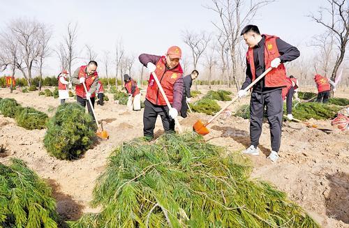 3月12日，志愿者在石家庄市小壁林区植树。当日是植树节，各地开展植树活动，为春天增绿添彩。 新华社发（梁子栋摄）