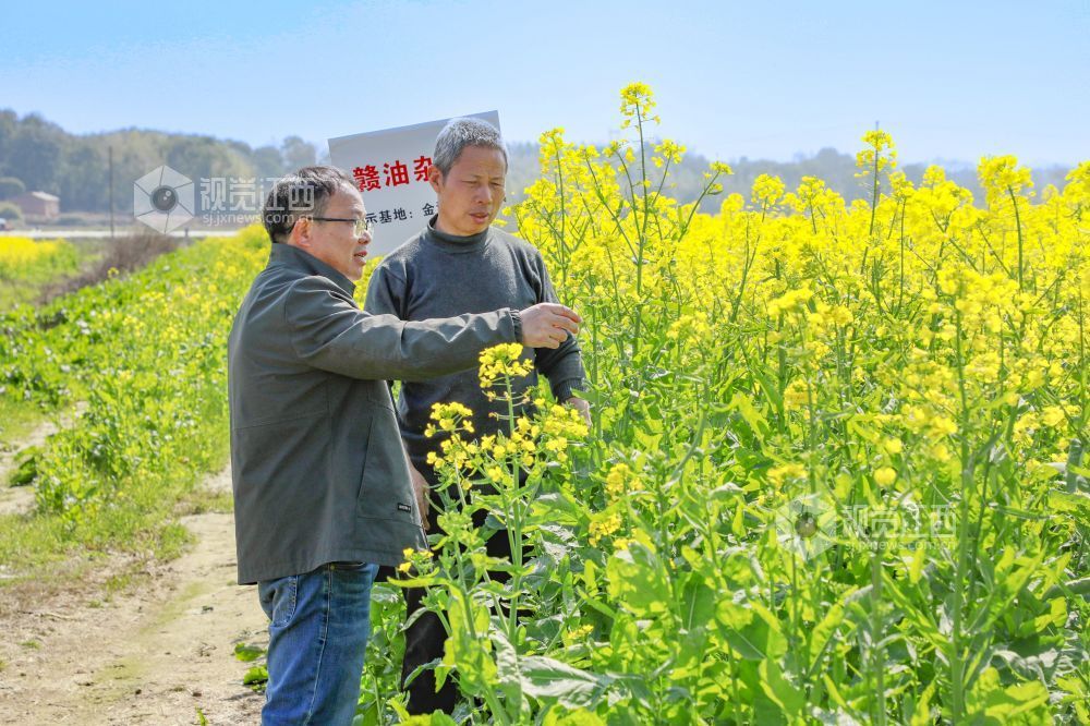 江西金溪:人才下乡 绘就油菜丰产新图景(图)
