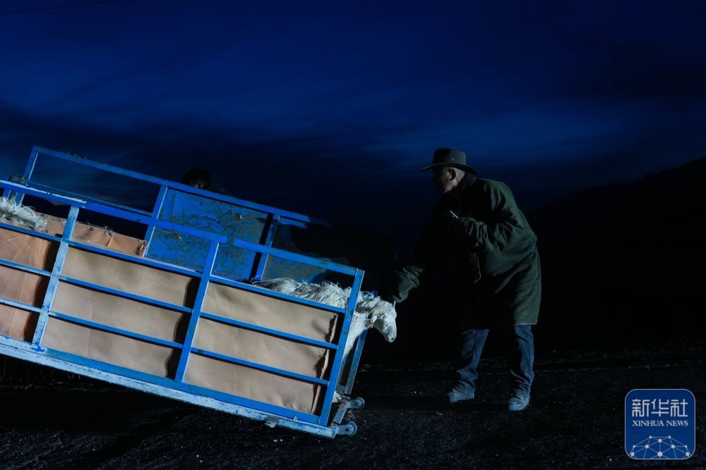 ↑3月7日,在青海省海北藏族自治州祁连县阿柔乡草大板村,东宝将车辆中的羊群放归草原。新华社记者 张龙 摄