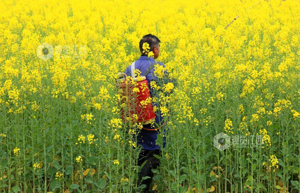 江西泰和：油菜春管忙（图）