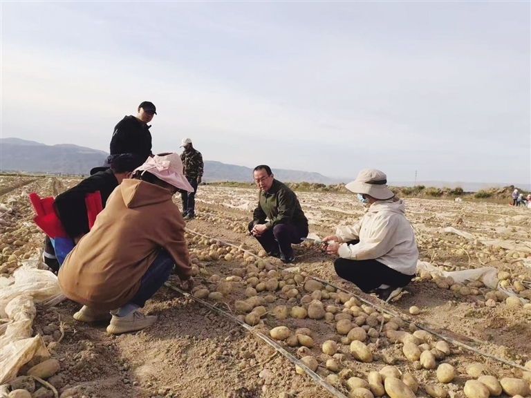 种薯企业收获指导 受访者供图