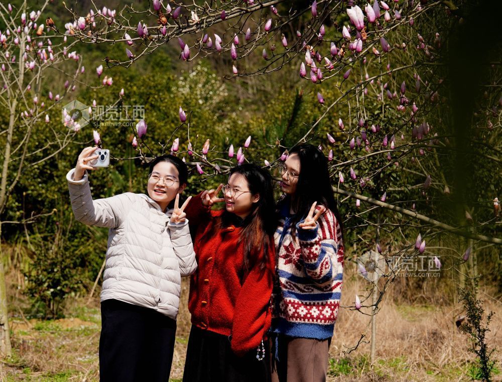 江西分宜：玉兰花开俏争春（图）