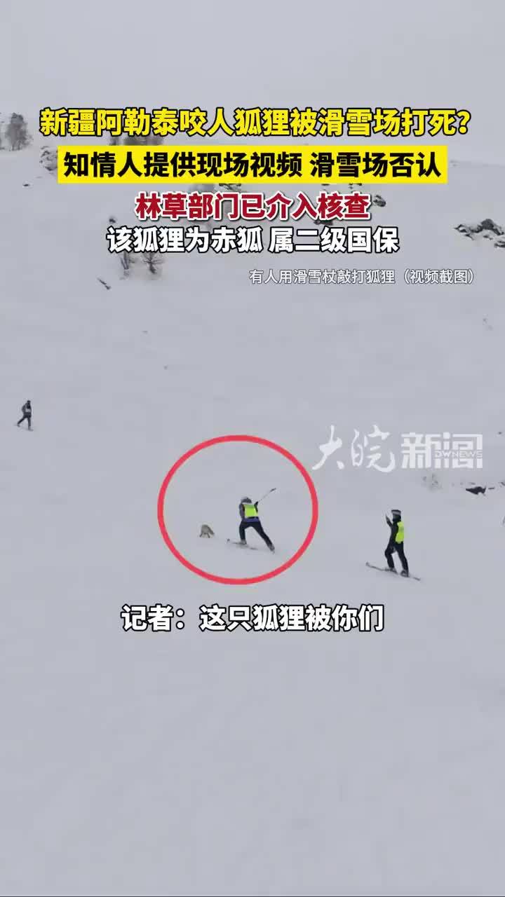 新疆阿勒泰咬人狐狸被滑雪场打死？知情人提供现场视频，林草部门已介入核查，该狐狸为赤狐属二级国保