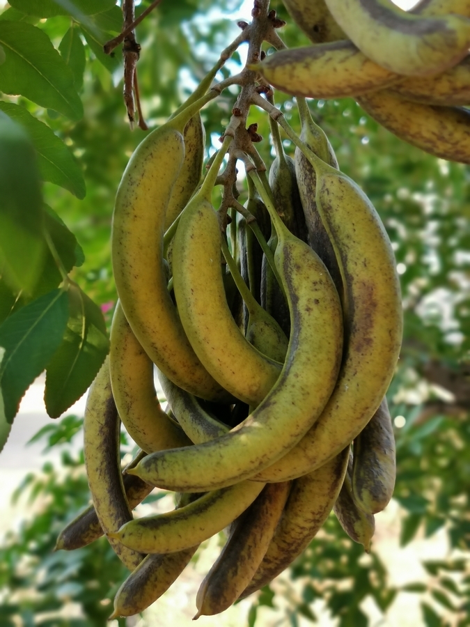 邹城市看庄镇：深耕皂角特色产业 以“特”兴农让群众端稳致富碗