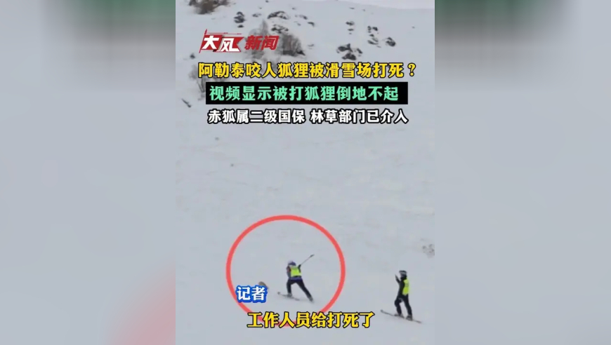 新疆阿勒泰咬人狐狸被滑雪场打死？视频显示被打狐狸倒地不起，赤狐属二级国保，林草部门已介入