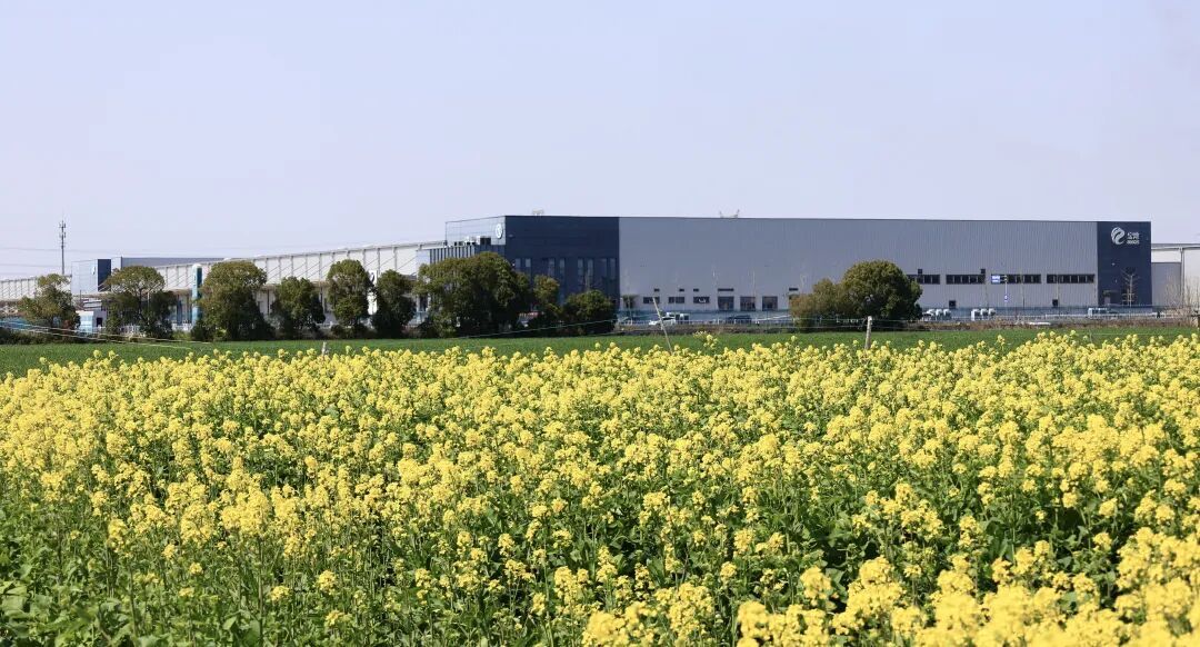 余姚這些金黃“出片地”即將頂流！快來交出你手機里的探春點位