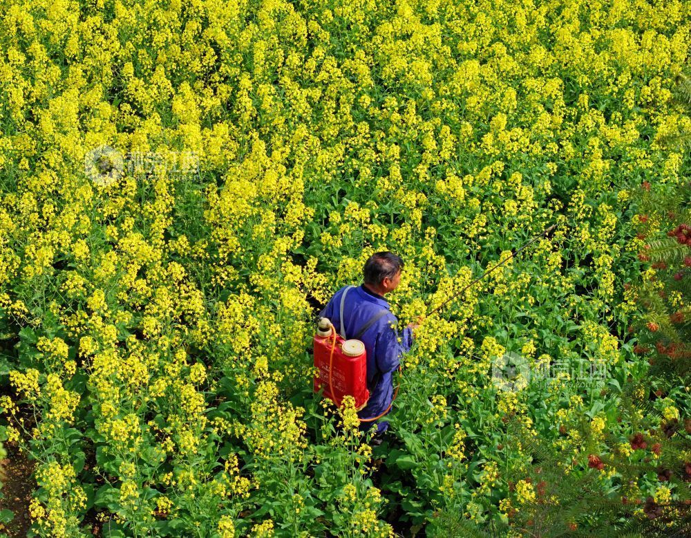 江西泰和：油菜春管忙（图）