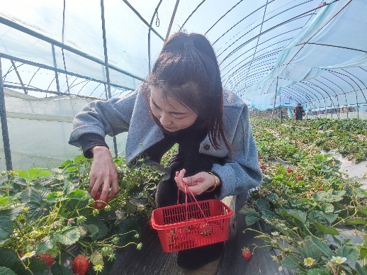 进贤县：春日草莓红 农旅促振兴