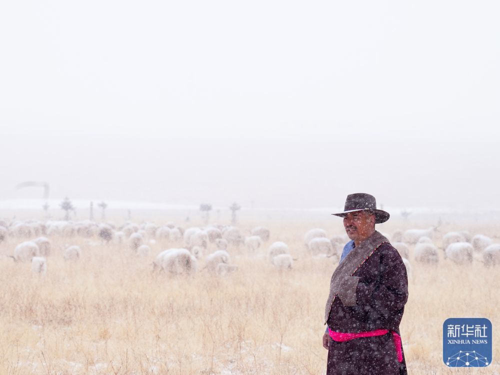 ↑3月8日,在青海省海北藏族自治州祁连县阿柔乡草大板村,牧民东宝在草原上放牧。新华社记者 张龙 摄