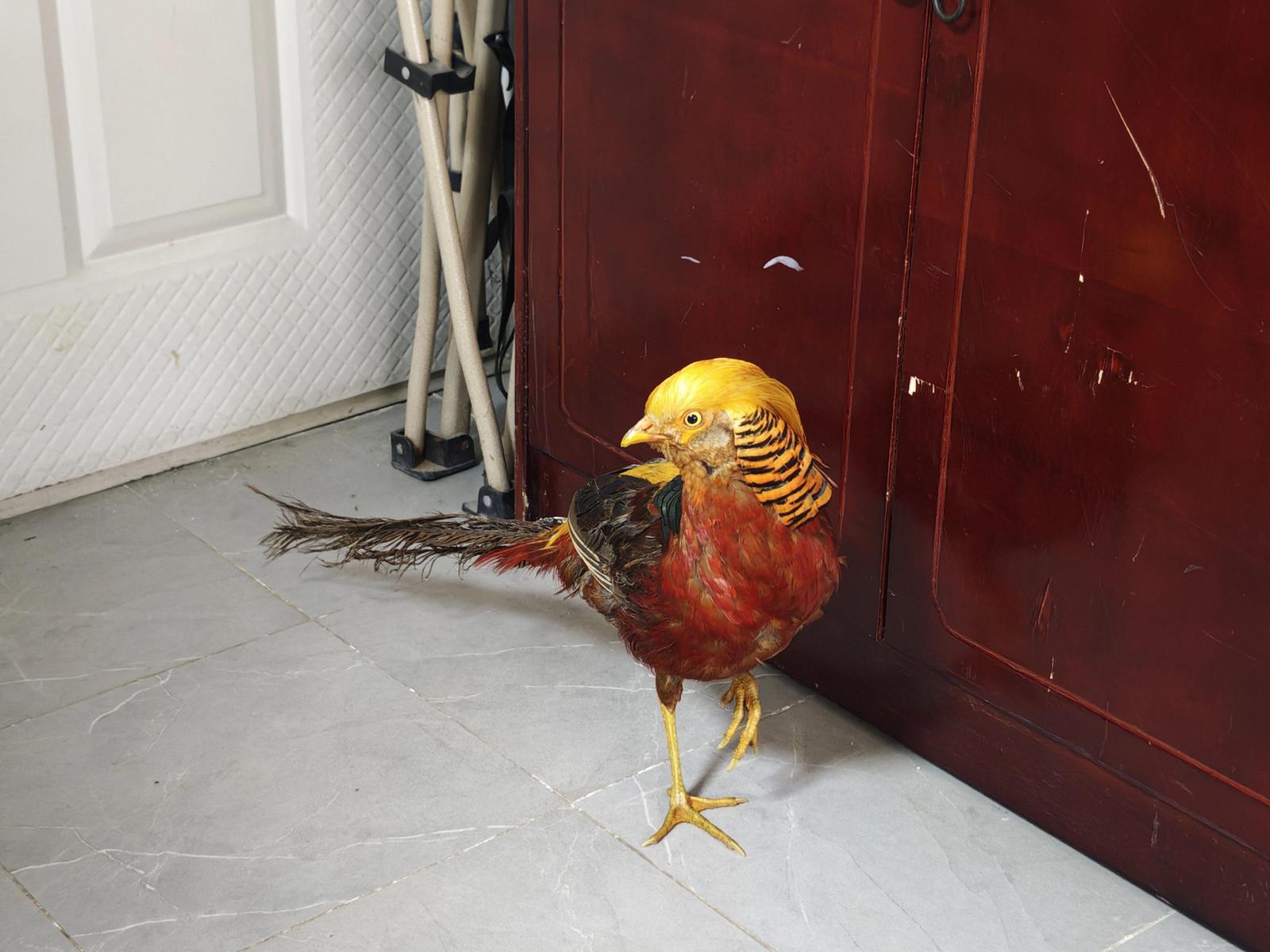 项目部闯入“不速之客”——红腹锦鸡（西咸公安供图）