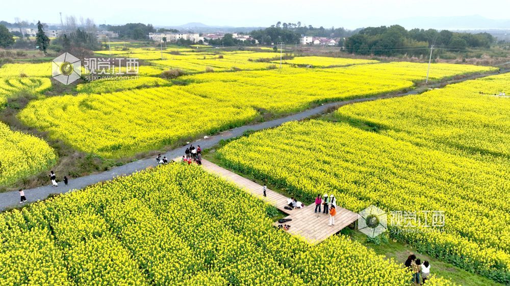 江西分宜：油菜花海赏春光（图）