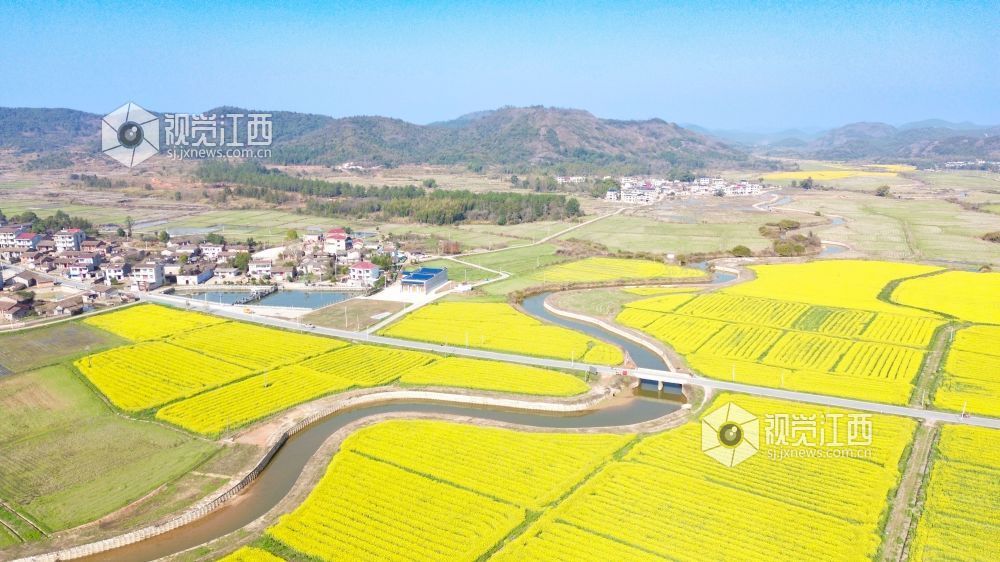 江西金溪:人才下乡 绘就油菜丰产新图景(图)