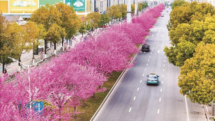 荆州市武德路上，紫荆花迎风吐艳 通讯员供图