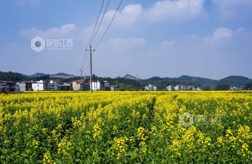 江西分宜：百亩油菜花盛开 勾勒乡村春日画卷（图）