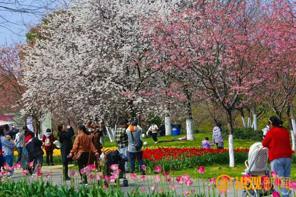 南昌多地花开！市民走出家门感受春日浪漫 撬动乡村发展活力