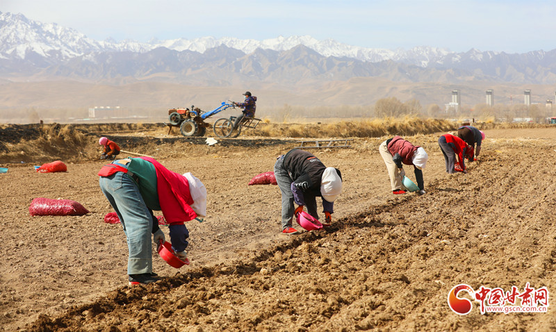蒜农们抢抓春耕关键期种植紫皮大蒜