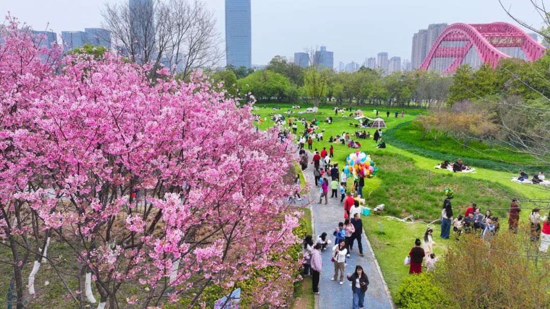 滨江公园樱花如云似霞，游人如织。钟万汕摄.JPG