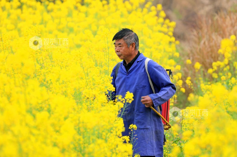 江西泰和：油菜春管忙（图）
