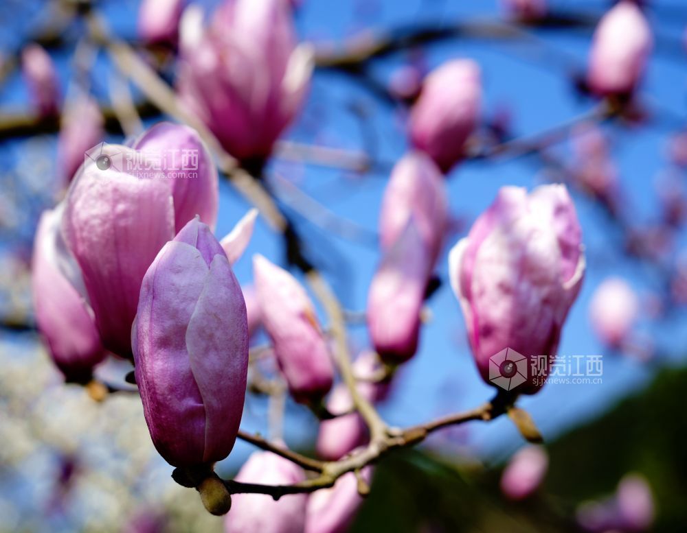 江西分宜：玉兰花开俏争春（图）