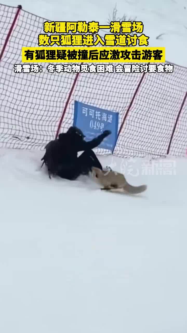 新疆阿勒泰一滑雪场数只狐狸进入雪道讨食，有狐狸疑被撞后应激攻击游客，滑雪场：冬季动物觅食困难，会冒险讨要食物
