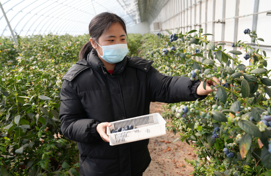 赤峰市最大蓝莓种植区迎来丰收季
