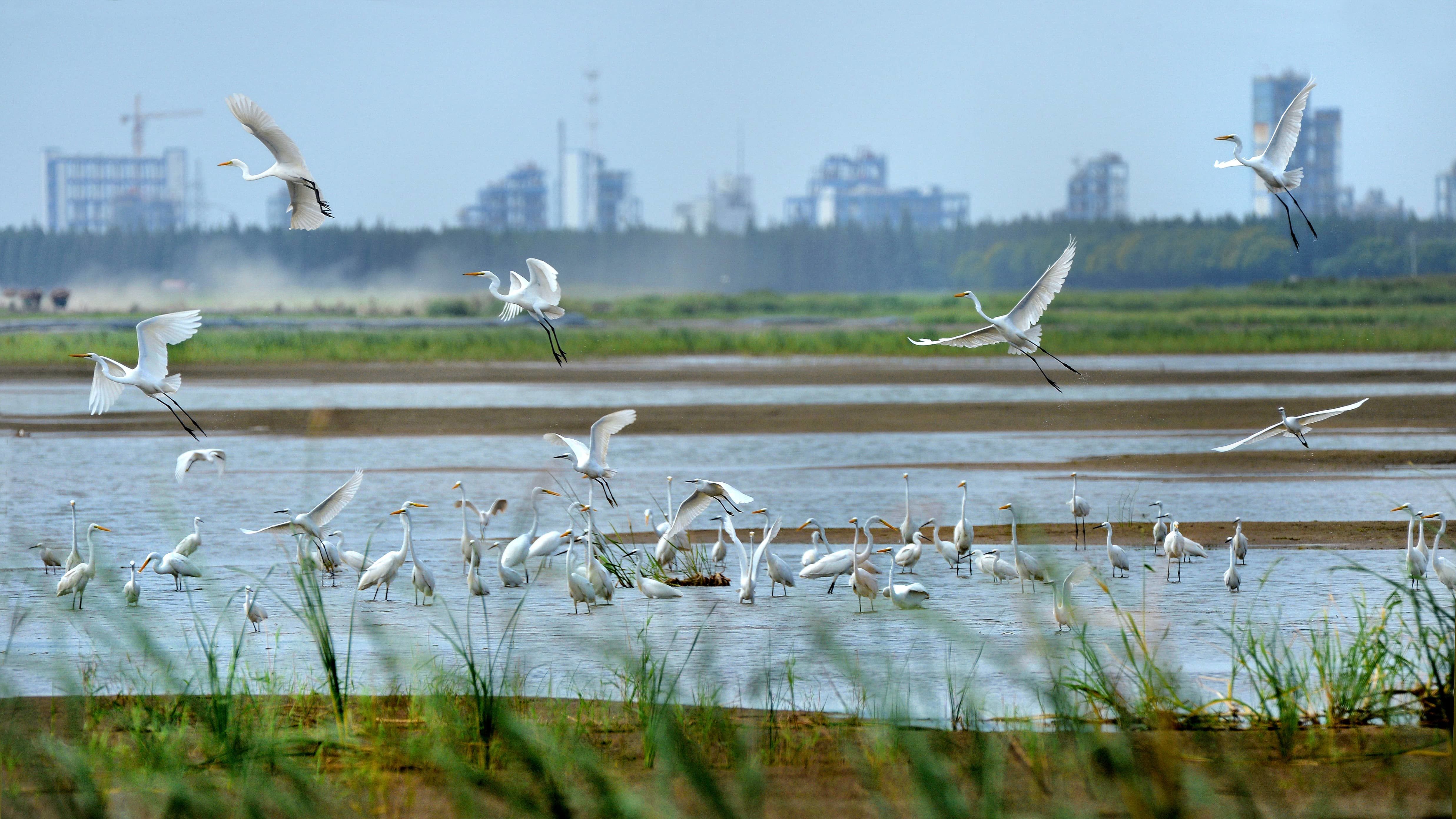 常熟海虞镇:一江春水如何向“新”流?