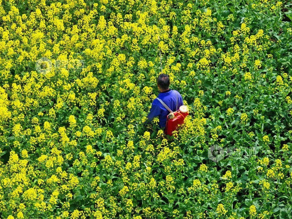江西泰和：油菜春管忙（图）