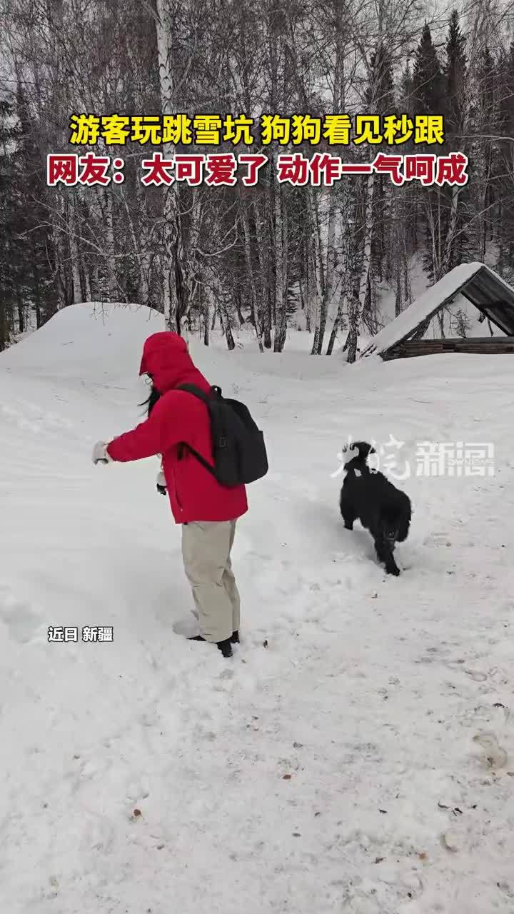 游客玩跳雪坑，狗狗看见秒跟，网友：好可爱！动作一气呵成
