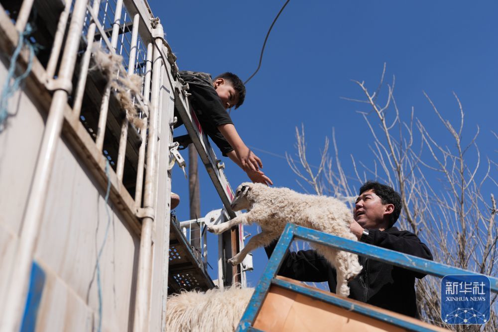 ↑3月7日,在甘肃省张掖市甘州区碱滩镇二坝村的借牧点,牧民使用车辆转运羊群。新华社记者 张龙 摄