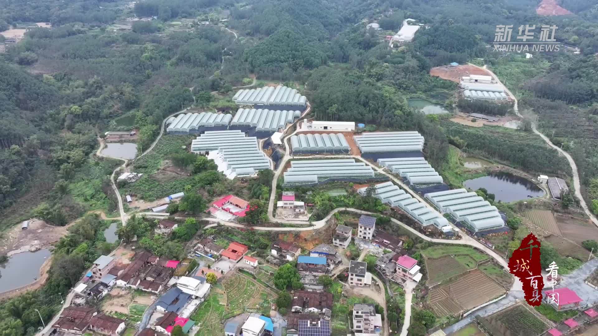 千城百县看中国｜福建长泰：绘就“莓”好春景