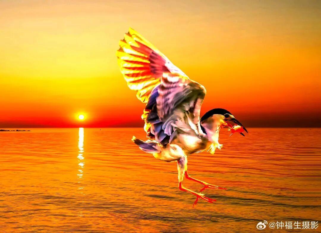 夜鹭 |摄影:@钟福生摄影 2026年2月拍摄