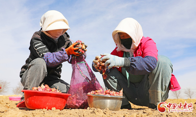 蒜农们抢抓春耕关键期种植紫皮大蒜