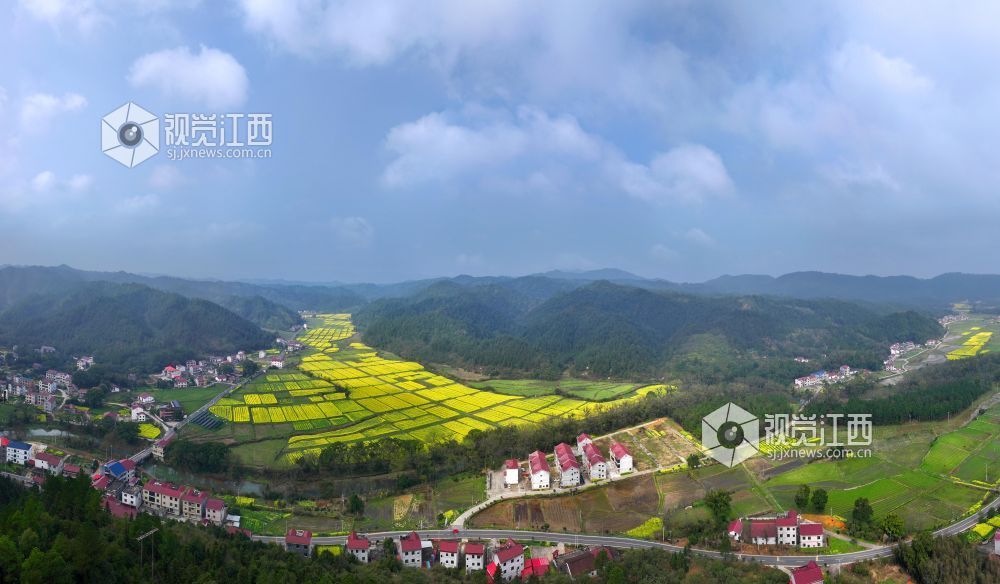 2026年3月6日,江西省吉安市泰和县水槎乡乐群村油菜种植基地,油菜花竞相绽放,与大山、农舍相映成景,壮美如画。