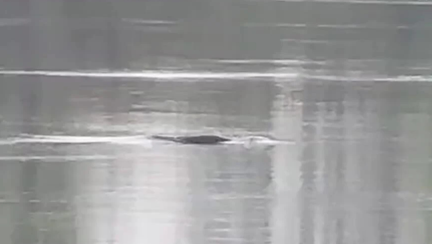 湖南常德沅江桃源段一江豚死亡？当地回应：已邀请专家调查死因