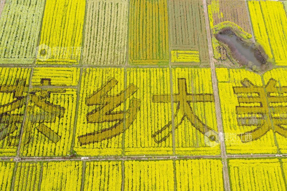 遂川县枚江镇彩色油菜花田，风景如画。