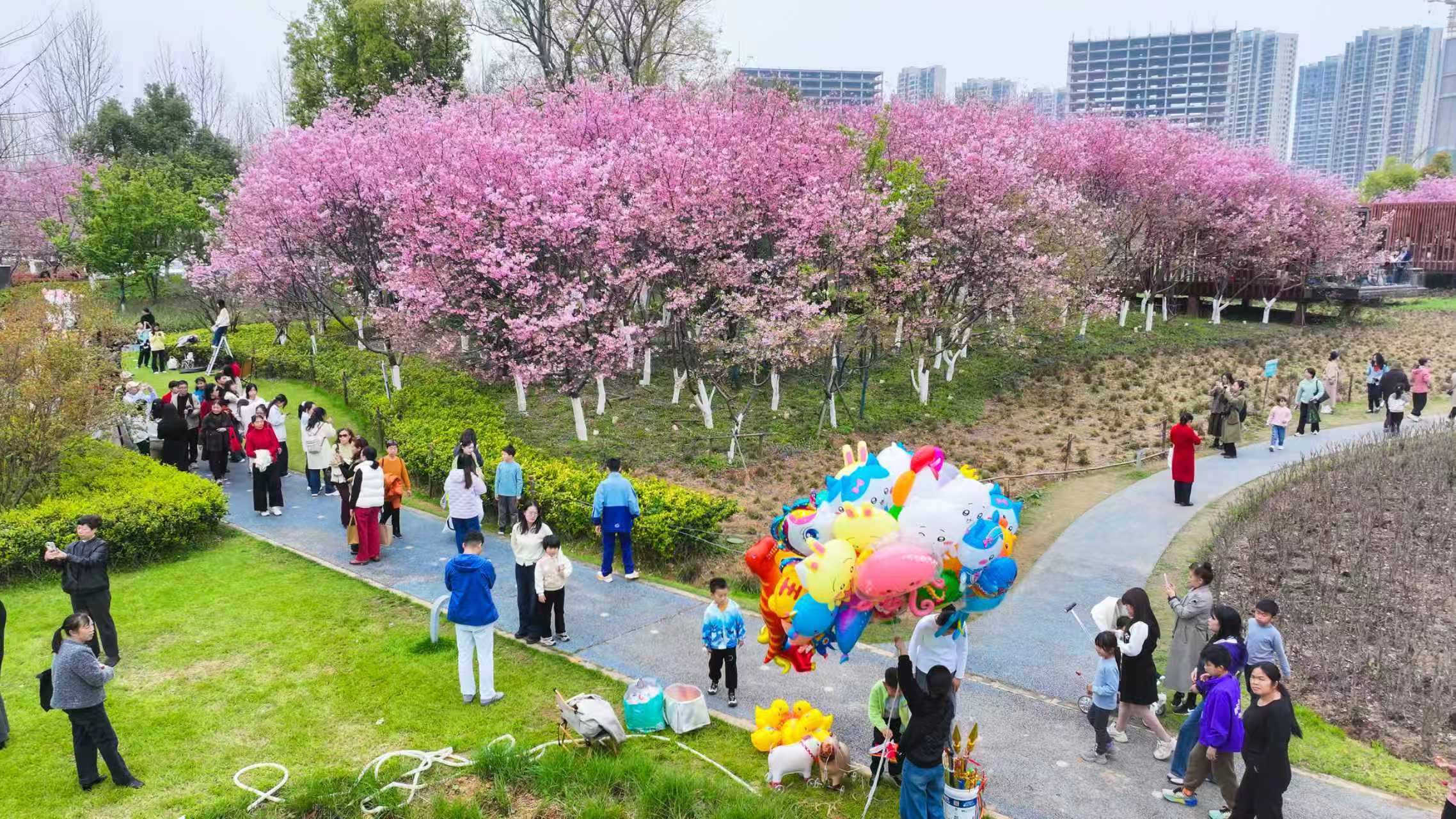 赣州蓉江新区：以花为媒引客来（图）