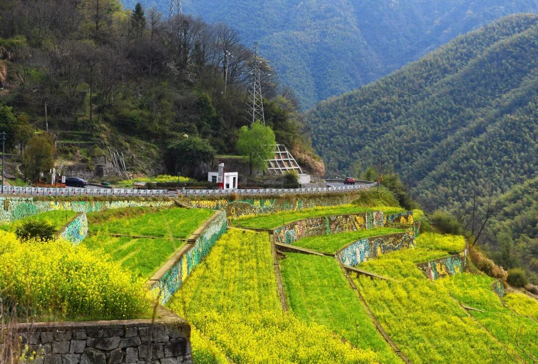 余姚這些金黃“出片地”即將頂流！快來交出你手機里的探春點位