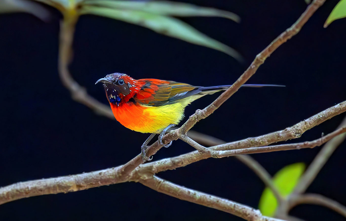 ▲太阳鸟因羽色艳丽、遇光闪耀如阳光得名。