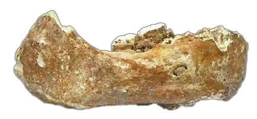 在夏河县发现的丹尼索瓦人下颌骨化石（本文由张东菊供图）